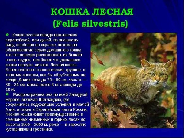 Кошка лесная