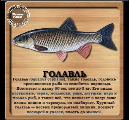 Голавль