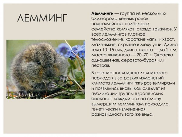 Лемминг
