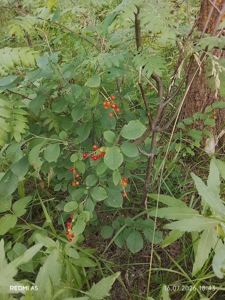 picture_419012974