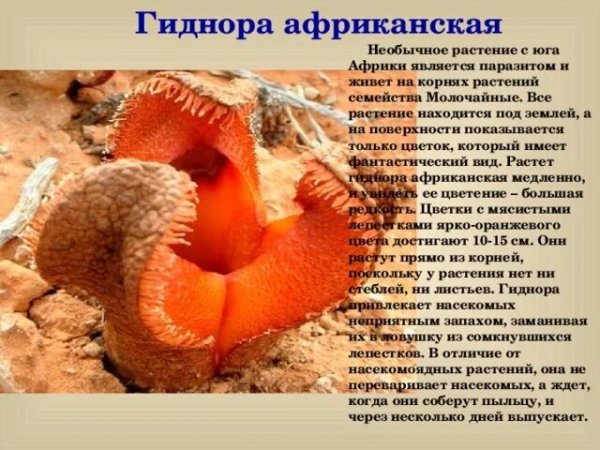 Гидиора африканская