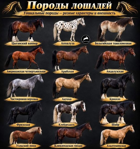 Лошади