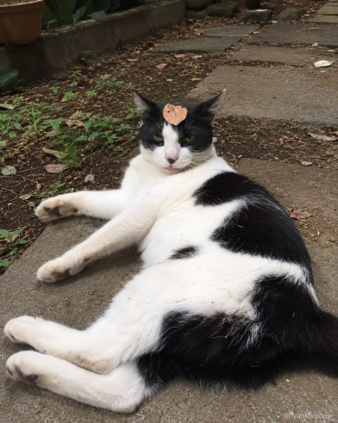 Nyankorooow 9832d0358f5f4fd1a5c20c8fdec7ec36