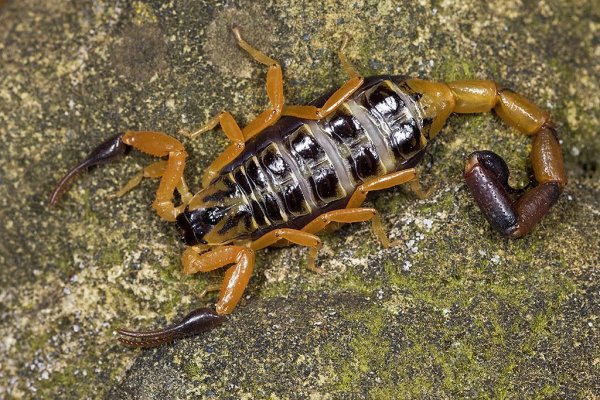 Scorpion-2