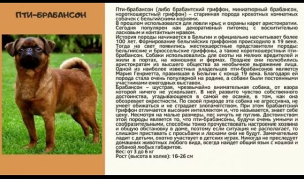 Пти - брабансон