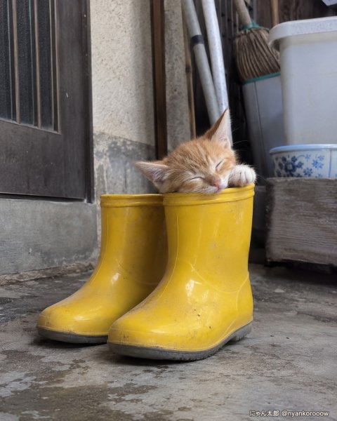 Nyankorooow b17e8bf250b748ce872350bfee4a0168
