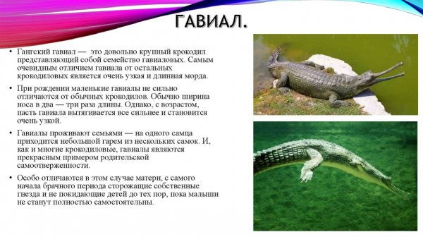 Гавиал