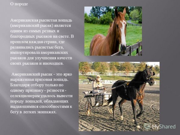 Американский рысак