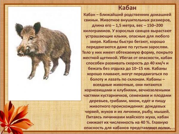 Кабан