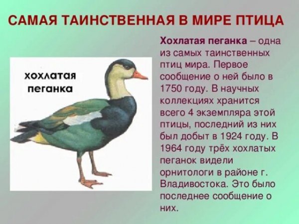Хохлатая пеганка