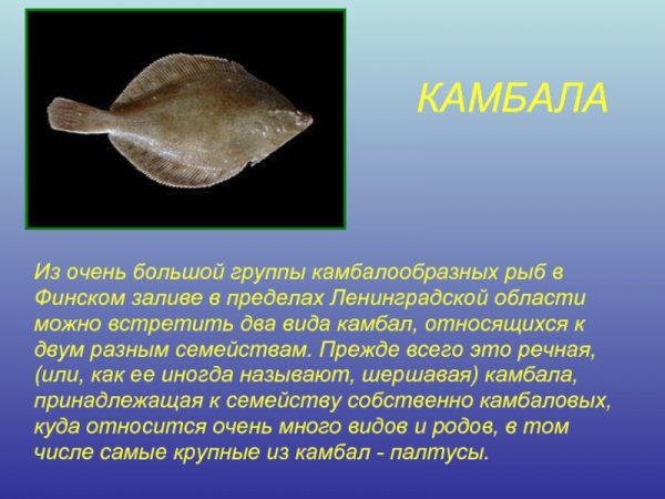 Камбала