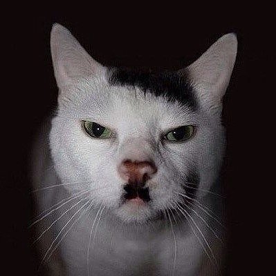 Котейка #### ГИТЛЕРА