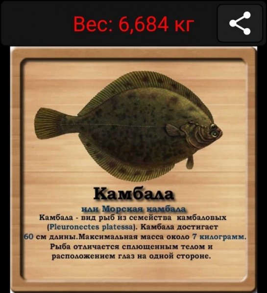 Камбала
