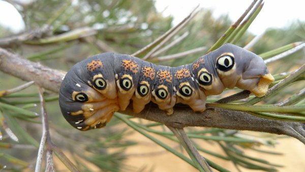 px-Caterpillar of a Dryandra Moth
