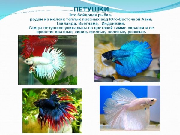 Петушки