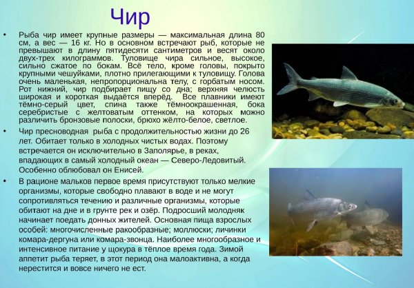 Файл #374860783