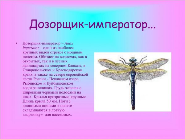 Файл #365051049