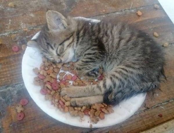 Чтобы никто не съел, пока сплю . . The Purr-fect Cuddle 1st