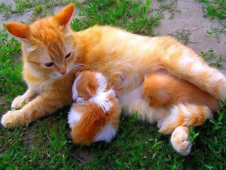 picture_88003620