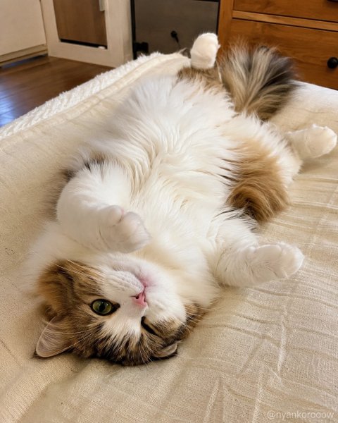 Nyankorooow d6c0b6e06c714d23b7e872653f219fdf