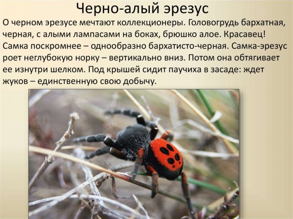 Черно - алый эрезус