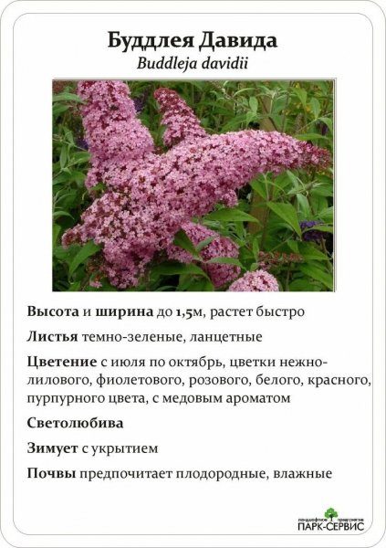 Буддлея Давида