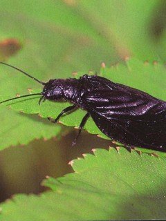 Insects 035