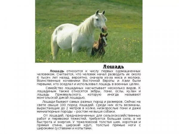 Лошадь