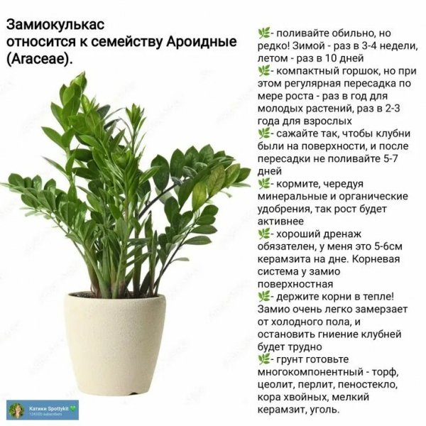 Замиокулькас