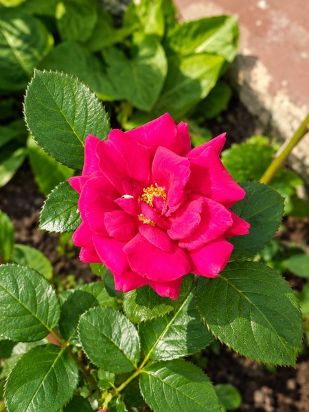 picture_420101744
