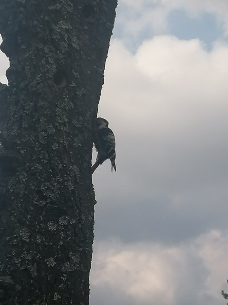 IMG 20240912 142731