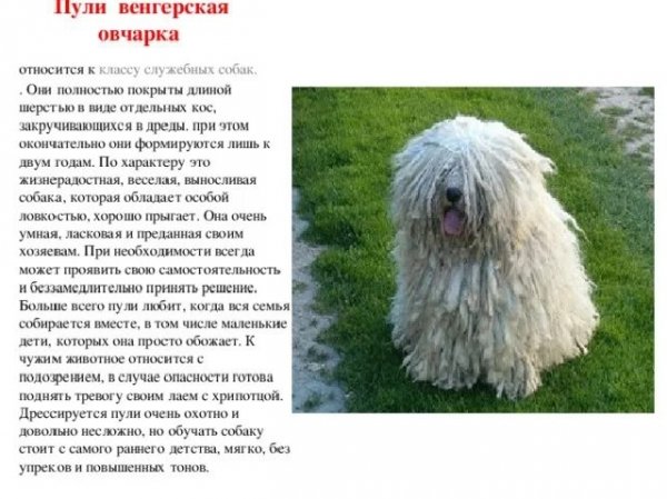 Пули