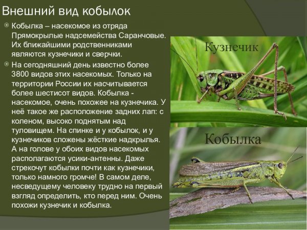 Кобылка