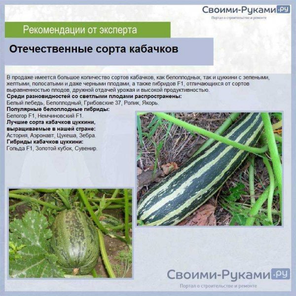 Отечественные сорта кабачков