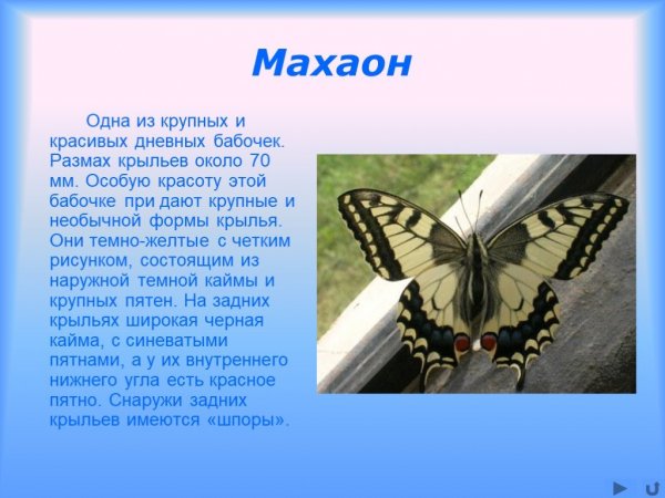 Махаон