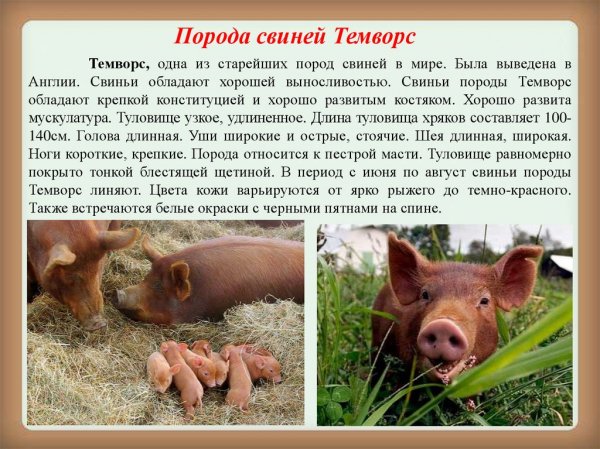 &amp;quot;Темворс&amp;quot;