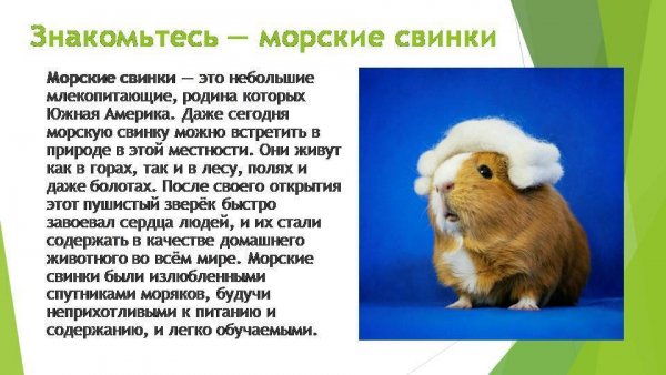 Морские свинки