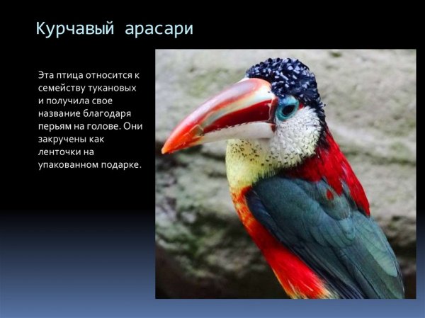 Арасари
