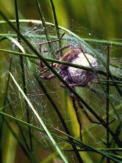 Insects 039