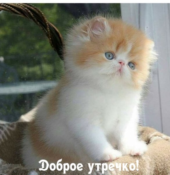 Кися
