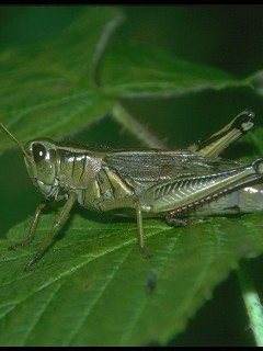 Insects 015