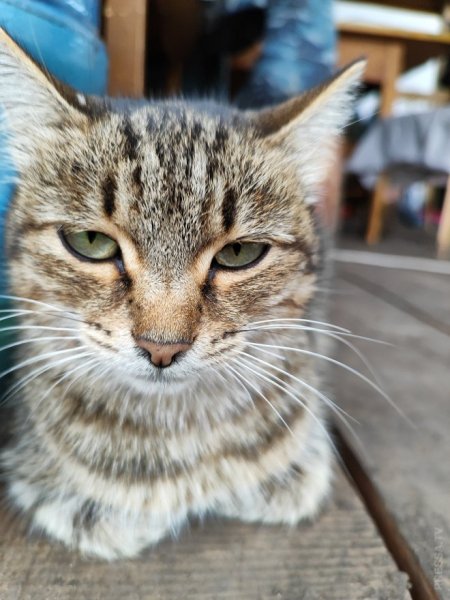 КотЭ)
