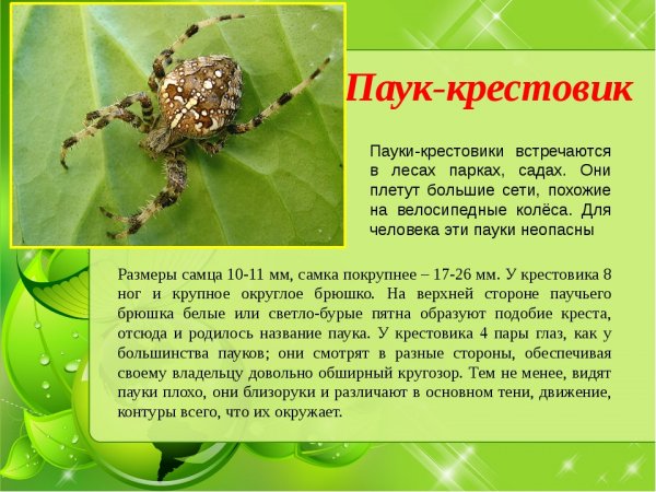 Паук - крестовик