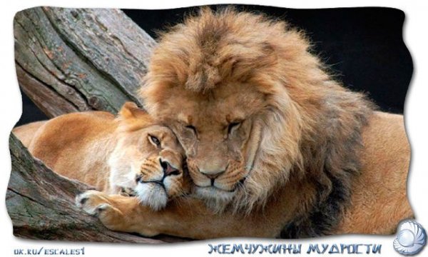 Львы