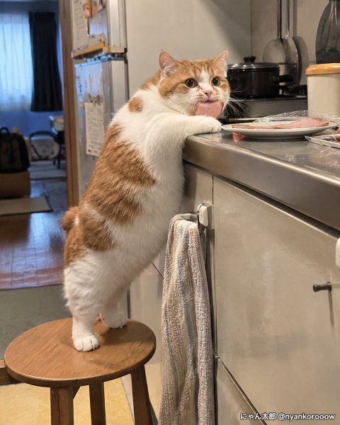 Nyankorooow 58b0c98717ce43879b138586969061cb