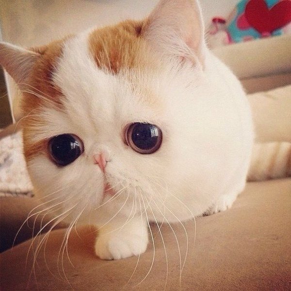 Котэ