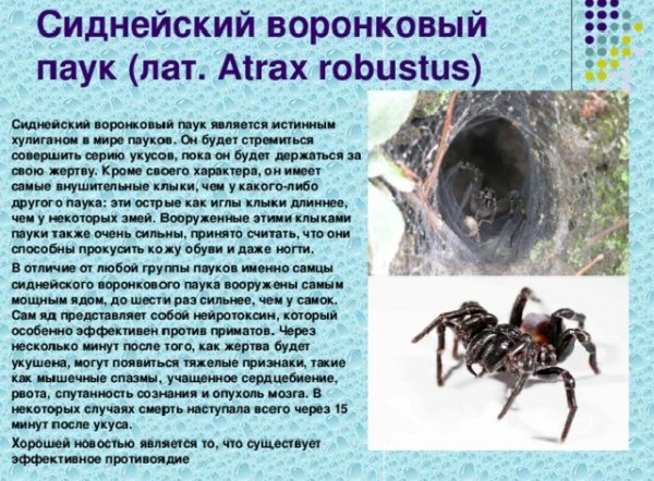 Сиднейский