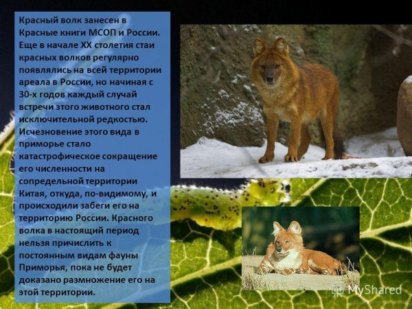Красный волк