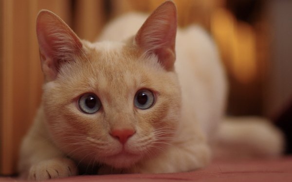 Котэ обои ПК