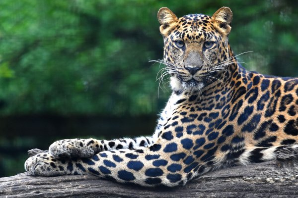 Leopard-lezhit-brevno-lapy-poza-vzgliad-morda